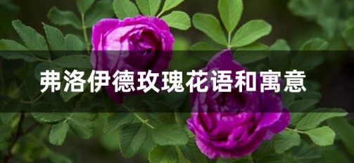 弗洛伊德的花语是什么图1